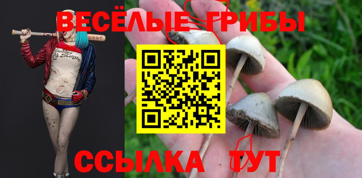Коммунар  где продают   Вход с VPN  Псилоцибиновые грибы GOLDEN TEACHER 